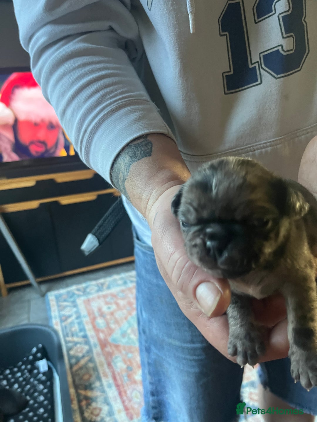 Pug dogs for sale: 1x Male Merle Pug Puppy - Advert 3