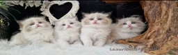 Ragdoll cats for sale: 🎀✨️Exclusive top quality kittens🎀 from🏆lines✨️ - Advert 1