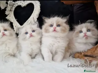 Ragdoll cats 🎀✨️Exclusive top quality kittens🎀 from🏆lines✨️ - Advert 8