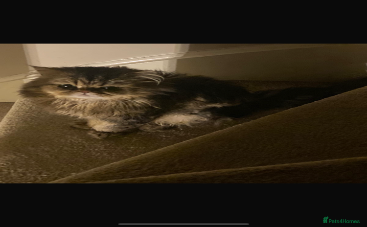 Persian cats - Advert 1