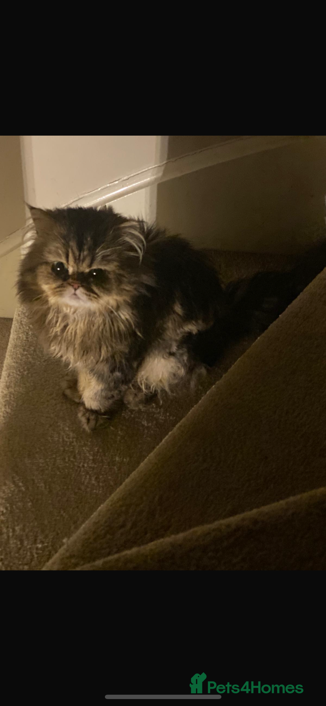Persian cats for sale: Playful persian cat - Image 1