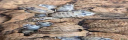 Isopods invertebrates for sale: Diary cow isopods - Advert 4