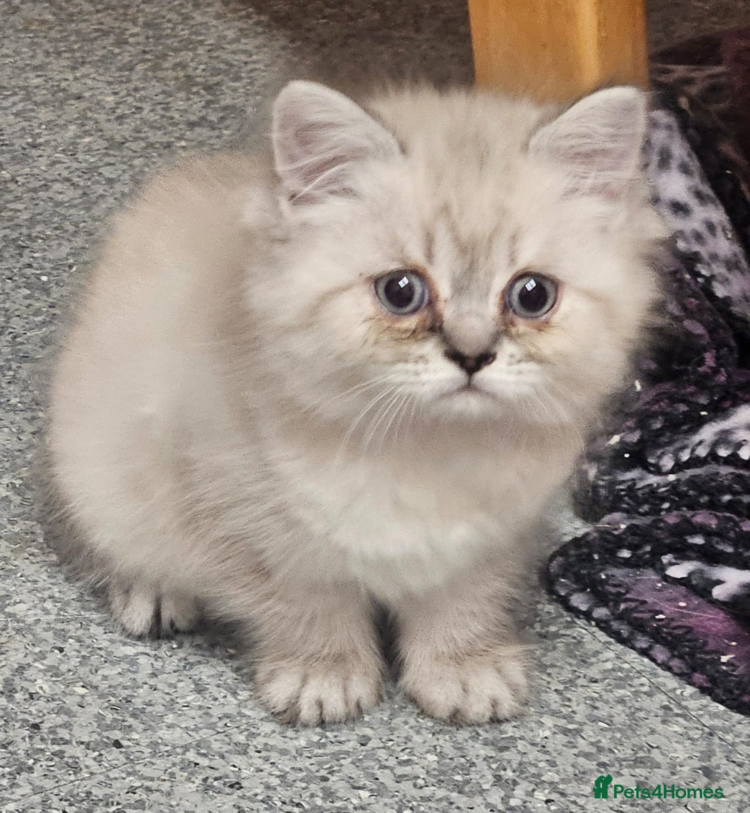 Persian cats for sale: 4 Beautiful Himalayan X Chinchilla Persian Kittens - Advert 6