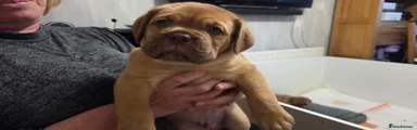 Dogue De Bordeaux Puppy 3 - Orange
