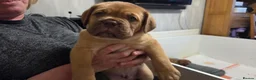Dogue De Bordeaux dogs for sale: Dogue Du Bordeaux Puppies for Sale - Advert 12