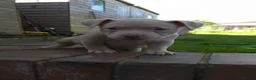American Bully dogs for sale: 4 beautiful pocket bullies  - Advert 16