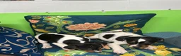 Jack Russell dogs for sale: Jack russel puppies - Advert 3