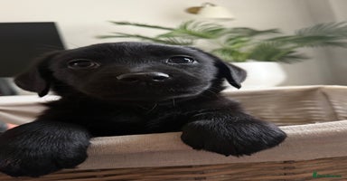 Labrador Retriever dogs - Advert 15