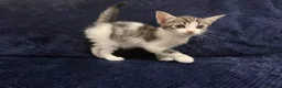 Domestic Shorthair cats for sale: Beautiful Kittens for Sale - Advert 8