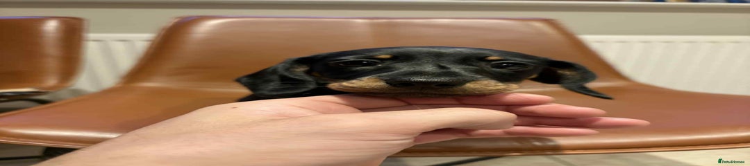 Dachshund Puppy 1