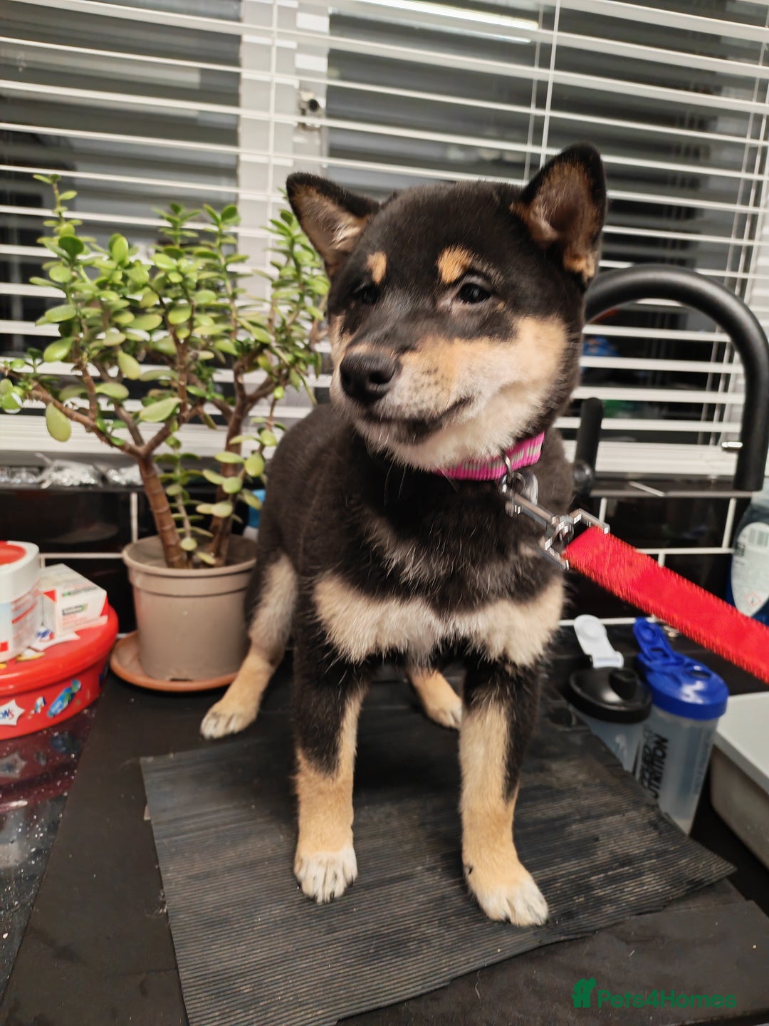 Japanese Shiba Inu dogs for sale: KC reg Japanese shiba inu puppies  - Advert 9