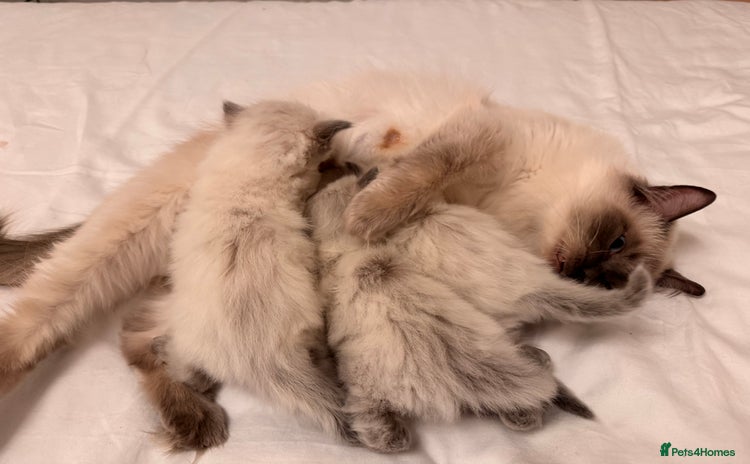 Ragdoll cats “ Ragdoll kittens “ fluffy & lovely  - Advert 14
