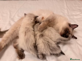 Ragdoll cats “ Ragdoll kittens “ fluffy & lovely - Advert 12