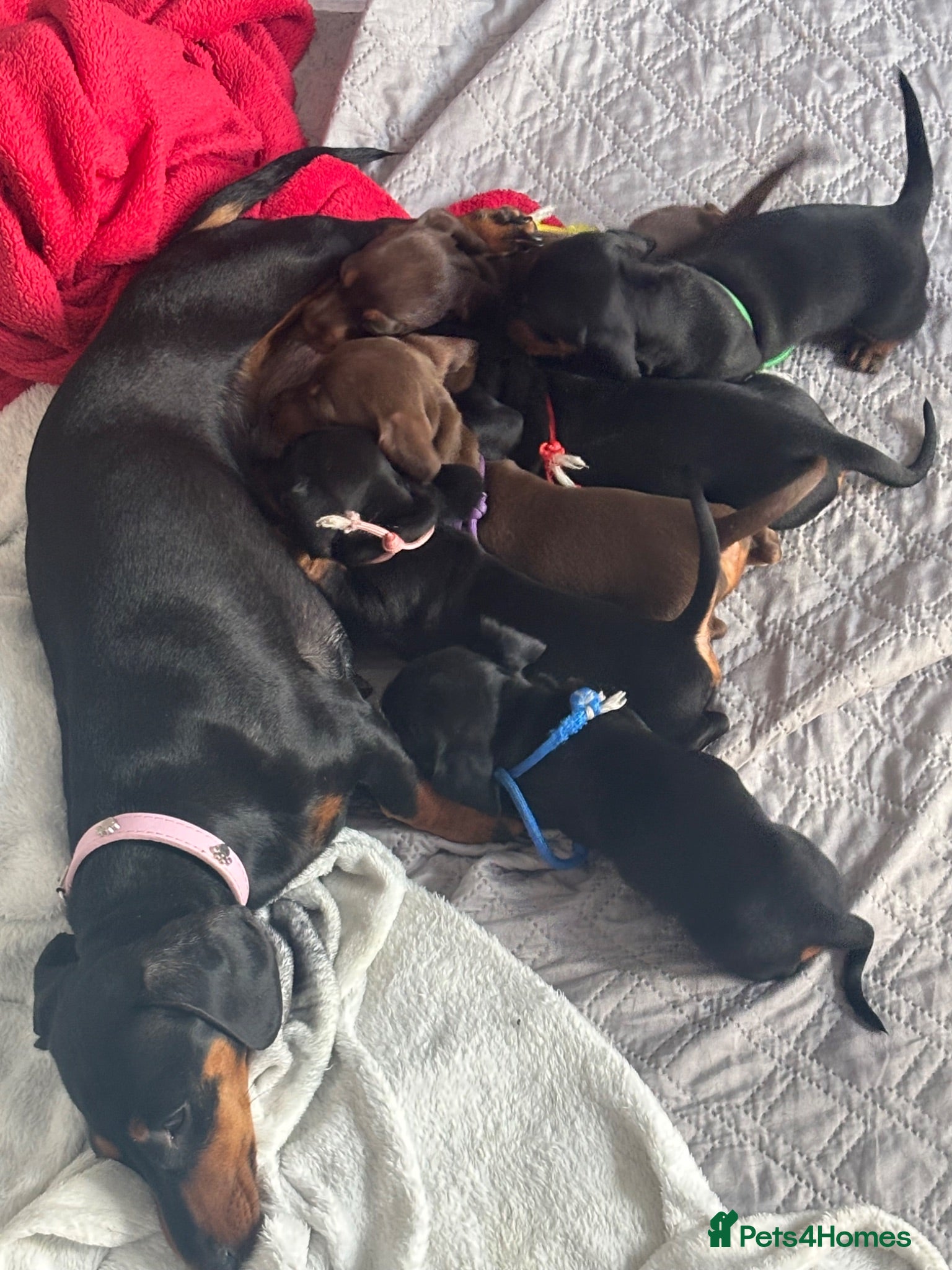 Miniature Dachshund dogs 6x miniature dachshund puppies - Advert 1