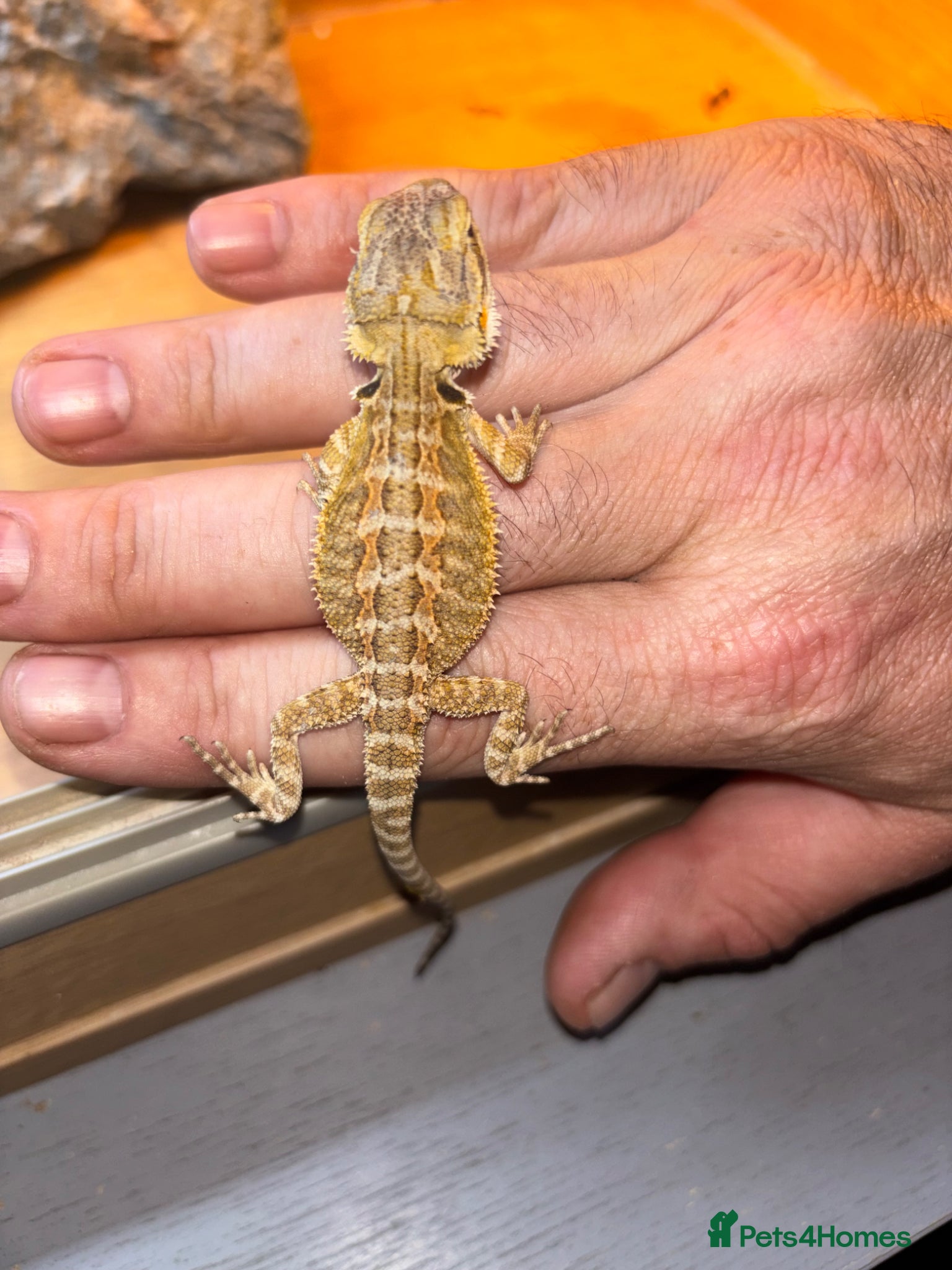 Bearded Dragon reptiles for sale: Friendly bearded baby dragons - Advert 6