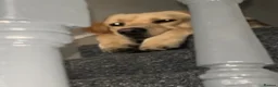 Labrador Retriever dogs for stud: 🐾💙 HANDSOME LABRADOR AVAILABLE FOR STUD💙🐾 - Advert 13
