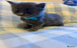 Maine Coon cats for sale: 5 week old Pure Bred Maine Coons for sale. - Image 16