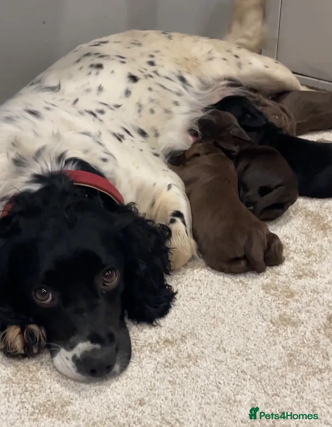 Sprocker dogs for sale: 5⭐️ Sprocker pups. Health and genetics 5⭐️ brown  - Advert 1