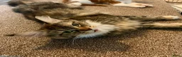 Mixed Breed cats for sale: READY TO GO !!! Mixed breed Maine Coons  in Hull - Advert 3