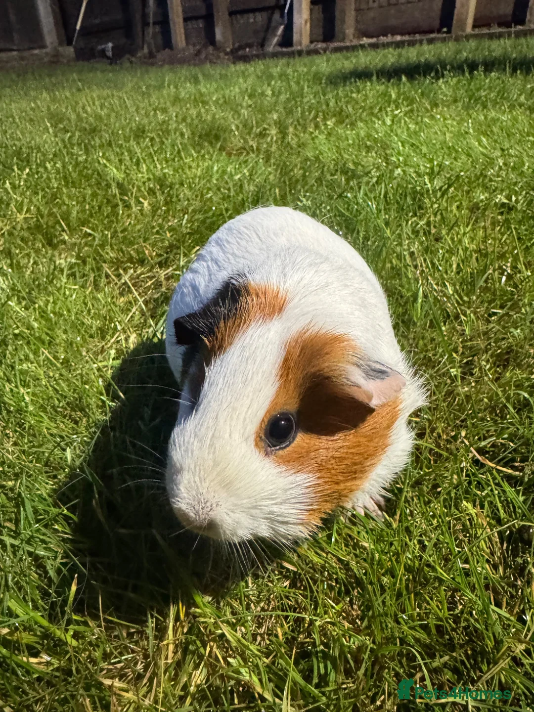Guinea Pig rodents for sale: 2x Female Guinea pigs in Chester - Advert 5