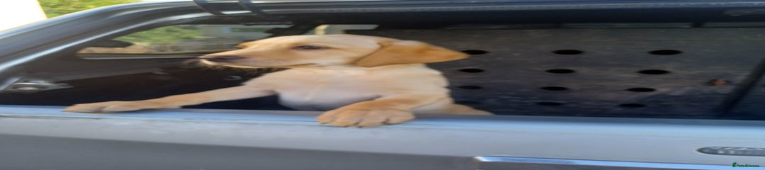 Labrador Retriever Puppy 3