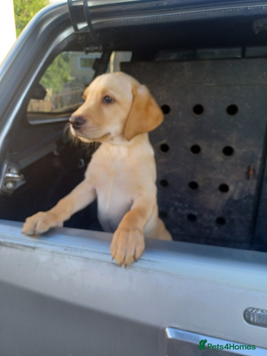 Labrador Retriever dogs for sale: Stunning KC registered labrador puppies in Hawick - Image 7
