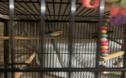 Lovebirds birds for sale: Pair of lovebirds - Image 2