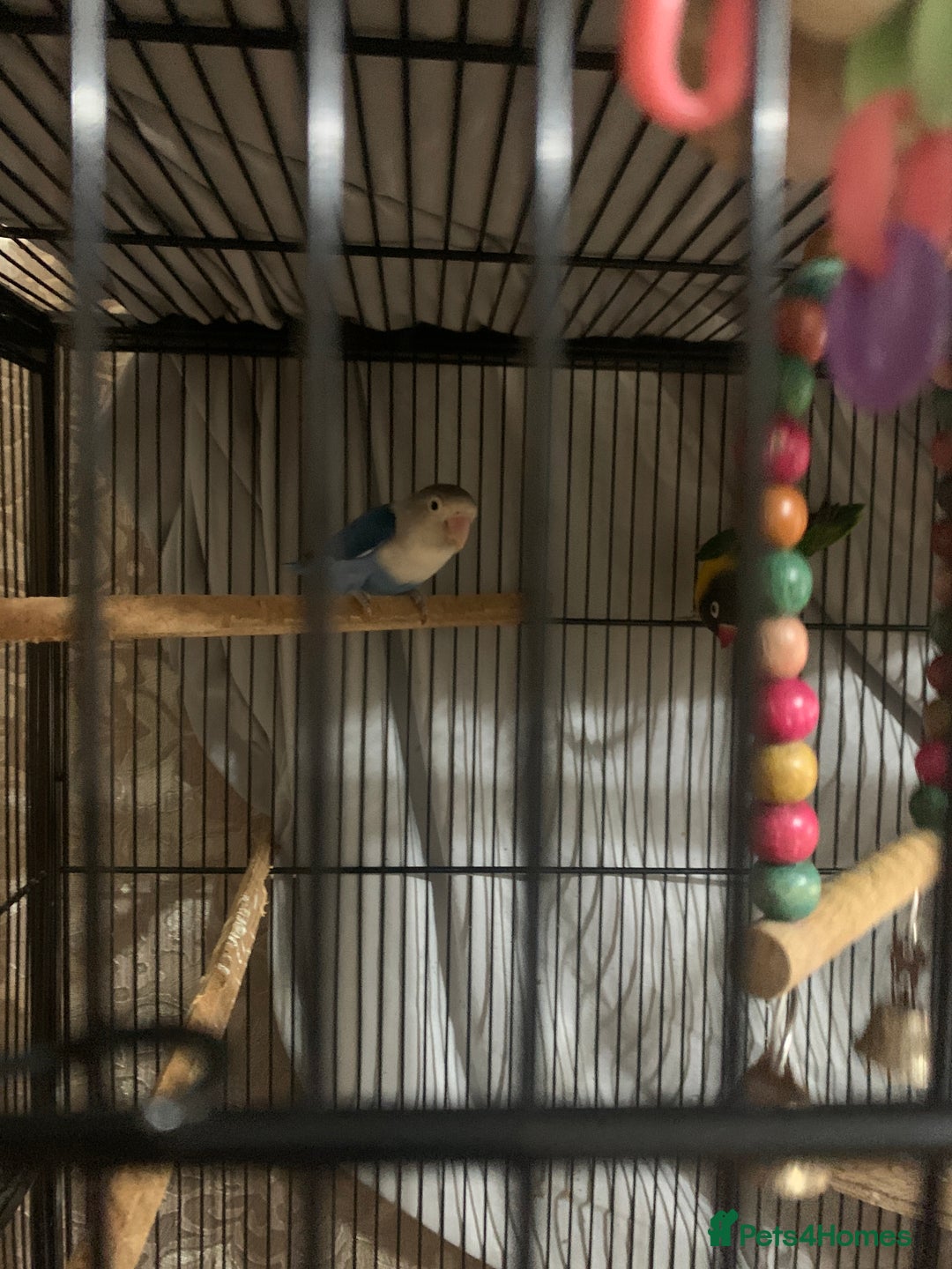 Lovebirds birds for sale: Pair of lovebirds - Image 2