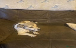 Jack Russell dogs for sale:  Jack Russell Puppies – Ready for 5⭐ Homes! 🐾 - Image 6