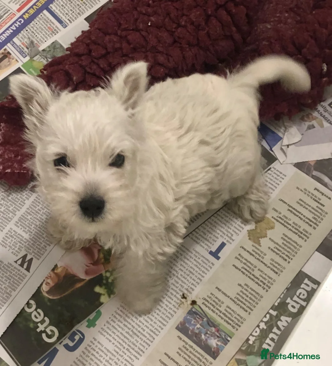 West Highland Terrier dogs for sale: West highland terrier puppies girls ready now - Advert 5