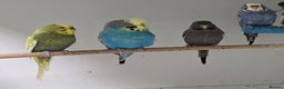 Budgerigars birds for sale: Stunning Baby Budgies available now!!! - Advert 14
