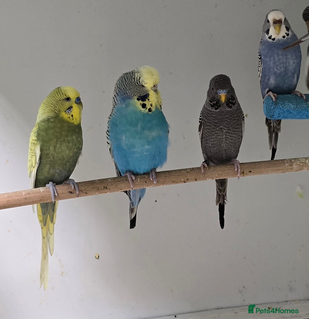 Budgerigars birds for sale: Stunning Baby Budgies available now!!! - Advert 14