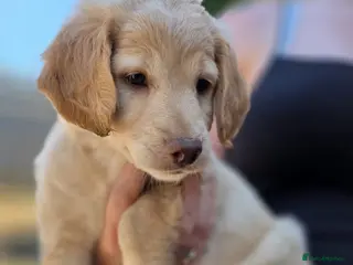 Mixed Breed dogs 3 beautiful girls - Advert 3