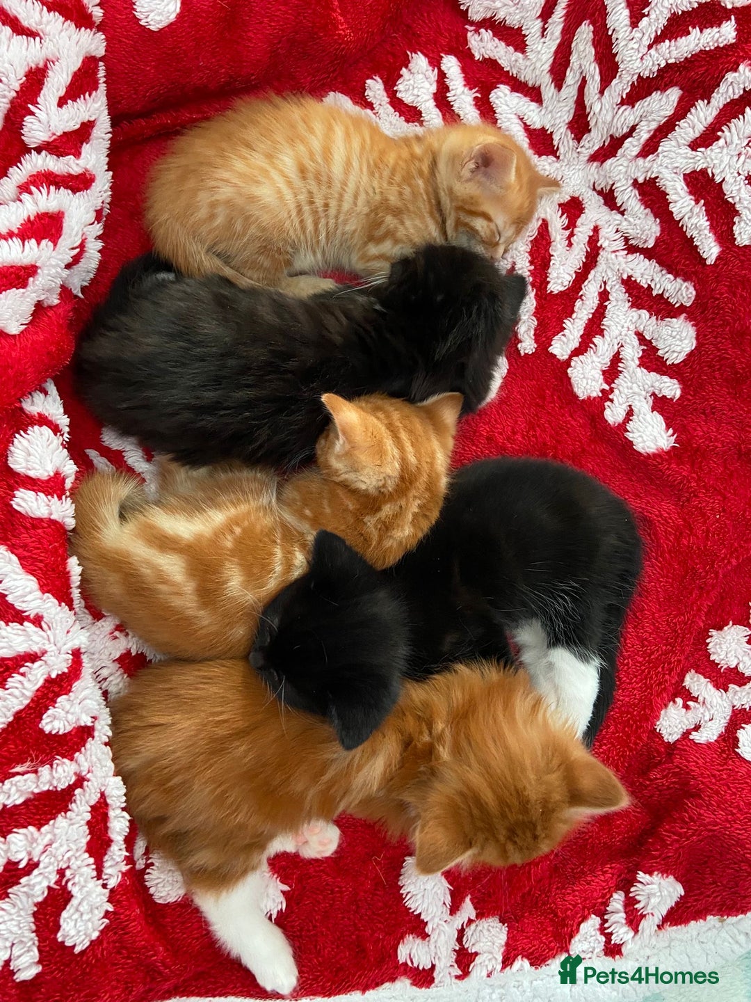 Mixed Breed cats for sale: 5 Beautiful Half-Ragdoll kittens ❤️ - Advert 3