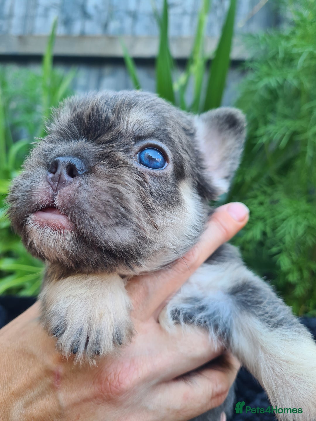 French Bulldog dogs for sale: Big Perm, fluffy and furnished frenchies  - Image 11