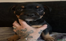Mixed Breed dogs for sale: French Bullweilers - Image 6