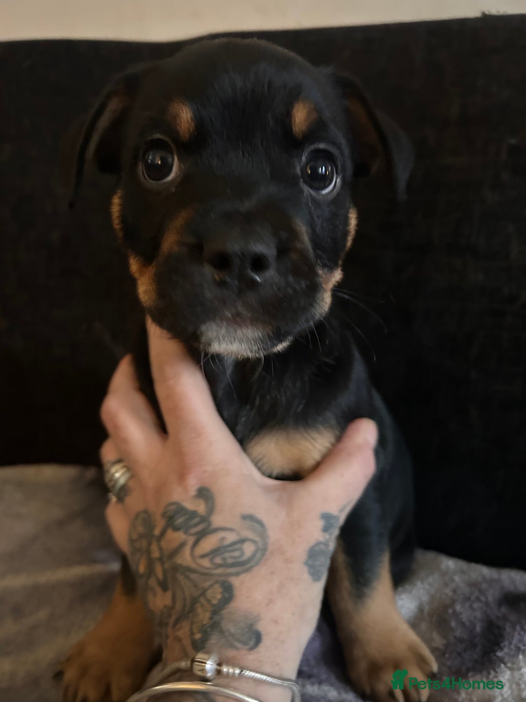 Mixed Breed dogs for sale: French Bullweilers - Image 6