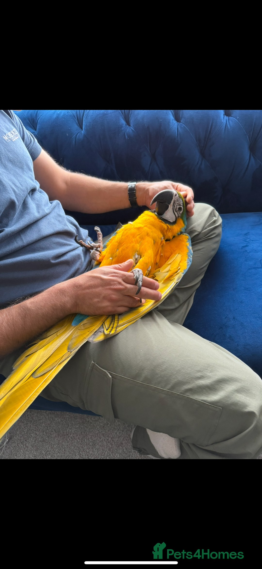 Macaws birds for sale: Macaw gold and blue 2 year old  - Image 4