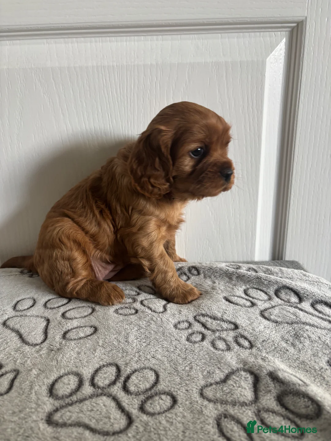 Cavapoo dogs for sale: Stunning full ruby cavapoo - Advert 6