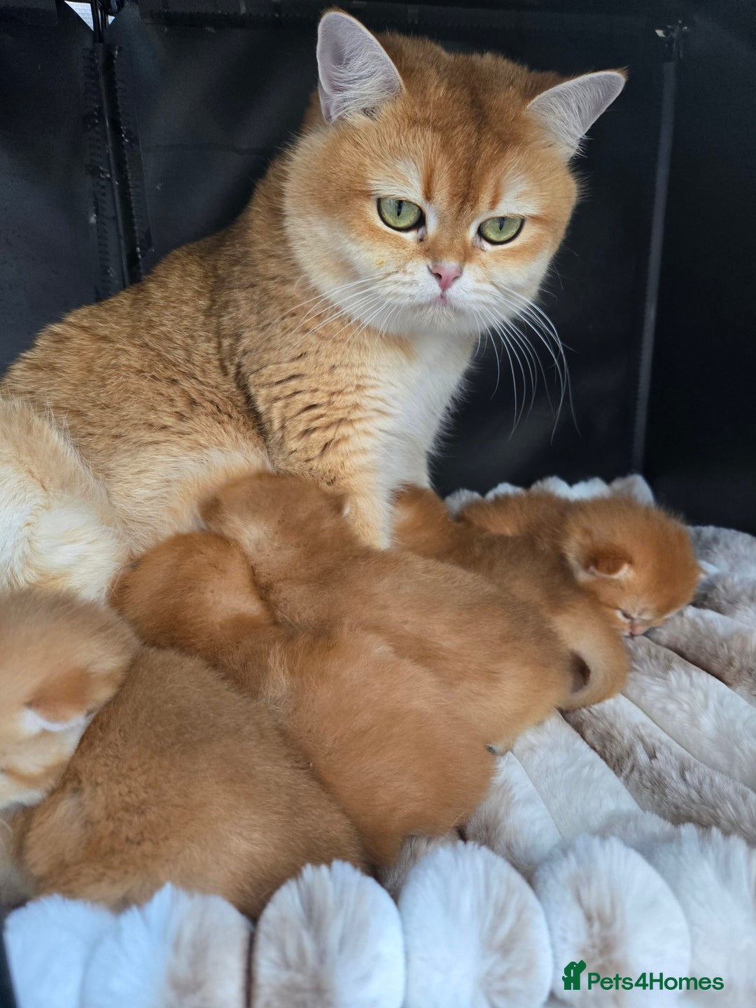 British Shorthair cats for sale: Gorgeous golden fluffs ready in October in Peterborough - Image 2