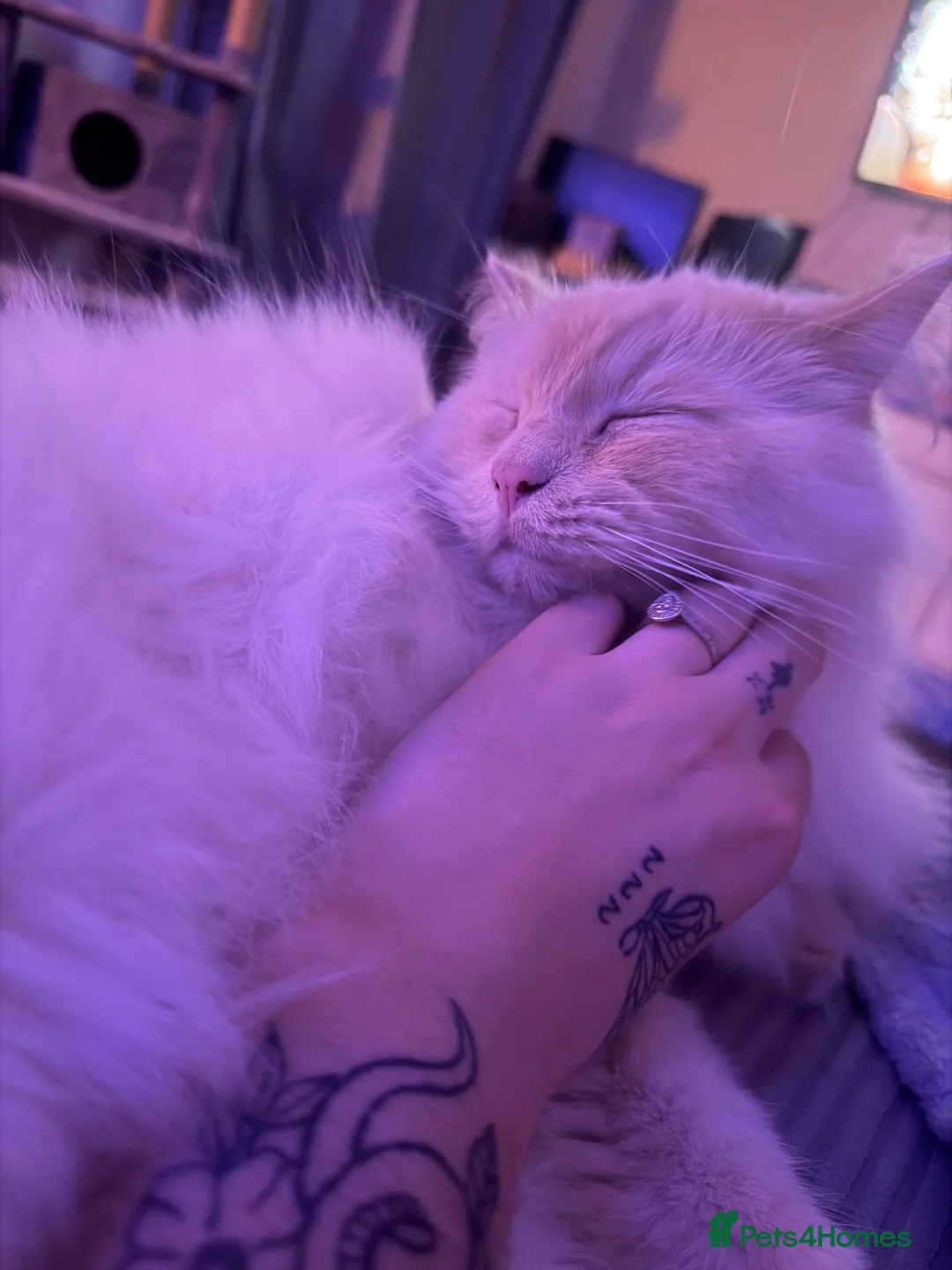 Ragdoll cats for sale: 4 year old Ragdoll - read description  - Advert 2