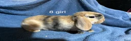 Dwarf Lop rabbits for sale: Baby dwarf lop rabbits  - Advert 5