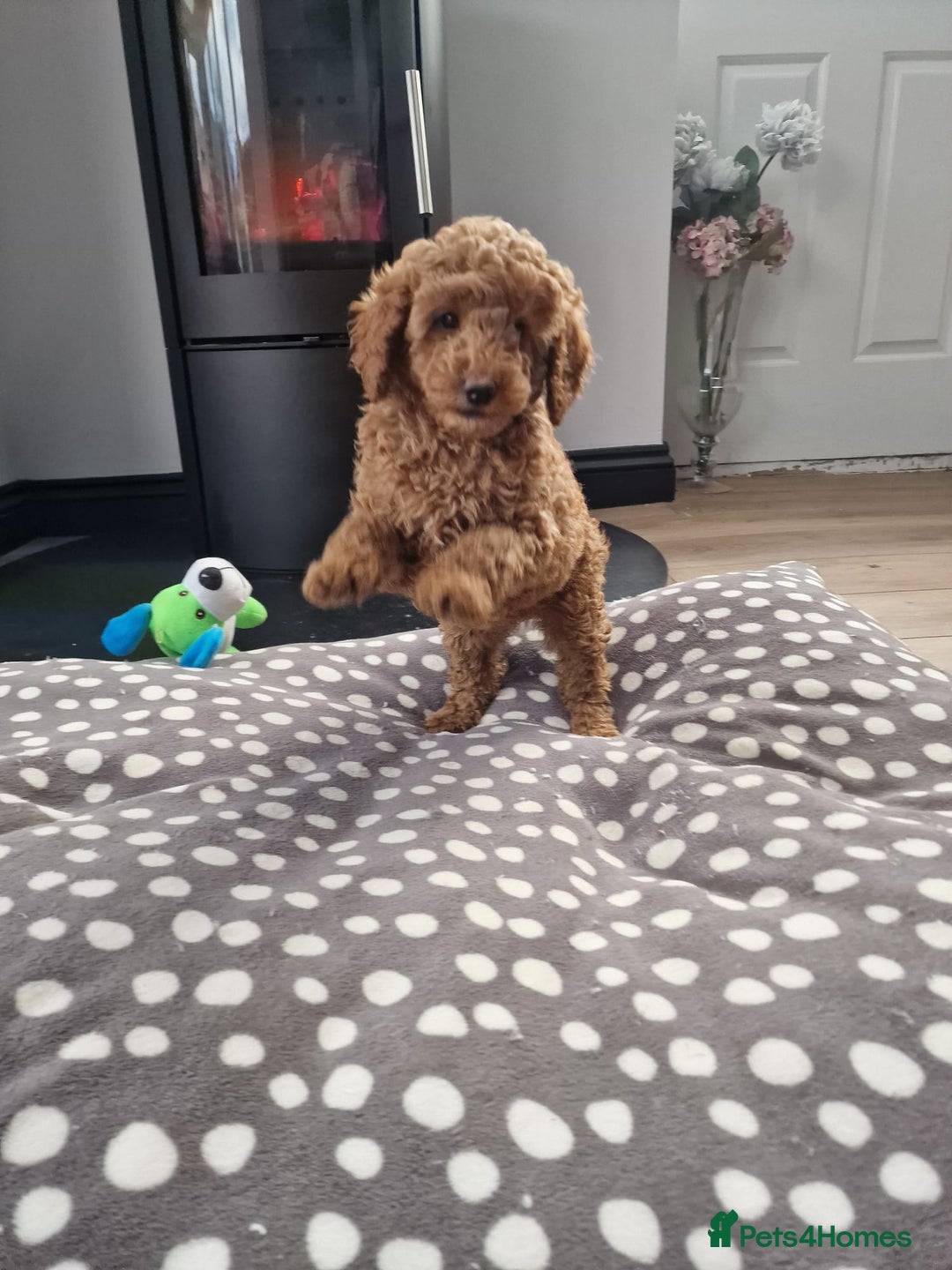 Miniature Poodle dogs for sale: READY NOW Red Minature Poodle Pups for sale. - Advert 7