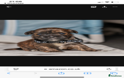 Mixed Breed dogs for sale: 6 Gorgeous Shorkie’s ready 20/12/025 - Advert 11