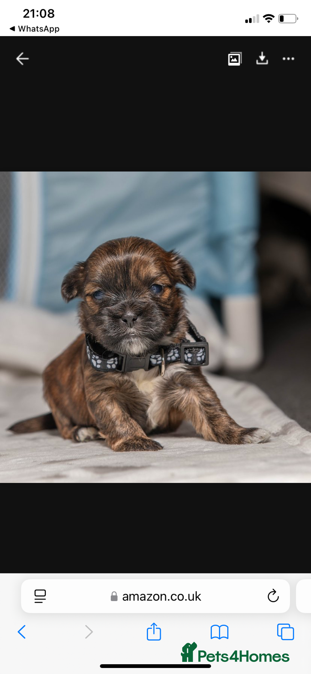 Mixed Breed dogs for sale: 6 Gorgeous Shorkie’s ready 20/12/025 - Advert 11