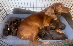 Cocker Spaniel dogs for sale: Working cocker spaniel puppies - Image 8