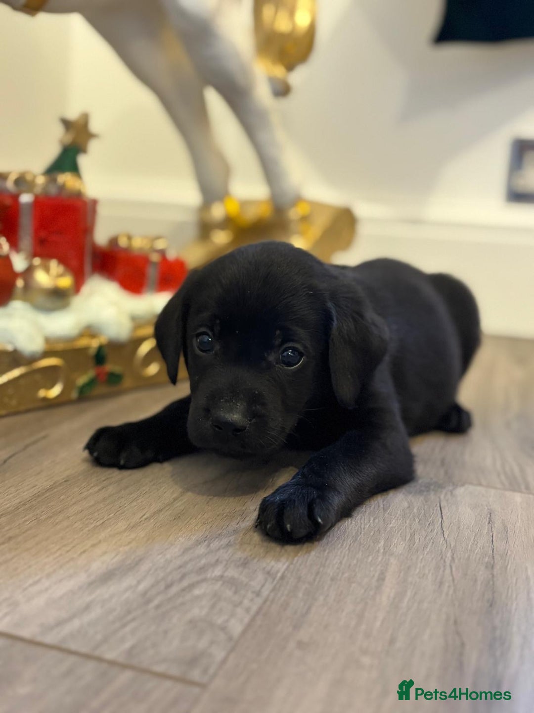 Labrador Retriever dogs for sale: Beautiful Black Pedigree Labrador Puppies - Advert 17