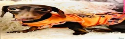 Miniature Dachshund dogs for sale: 🌟🌟Beautiful tan/fawn miniature dachshund🌟 🌟 - Advert 22