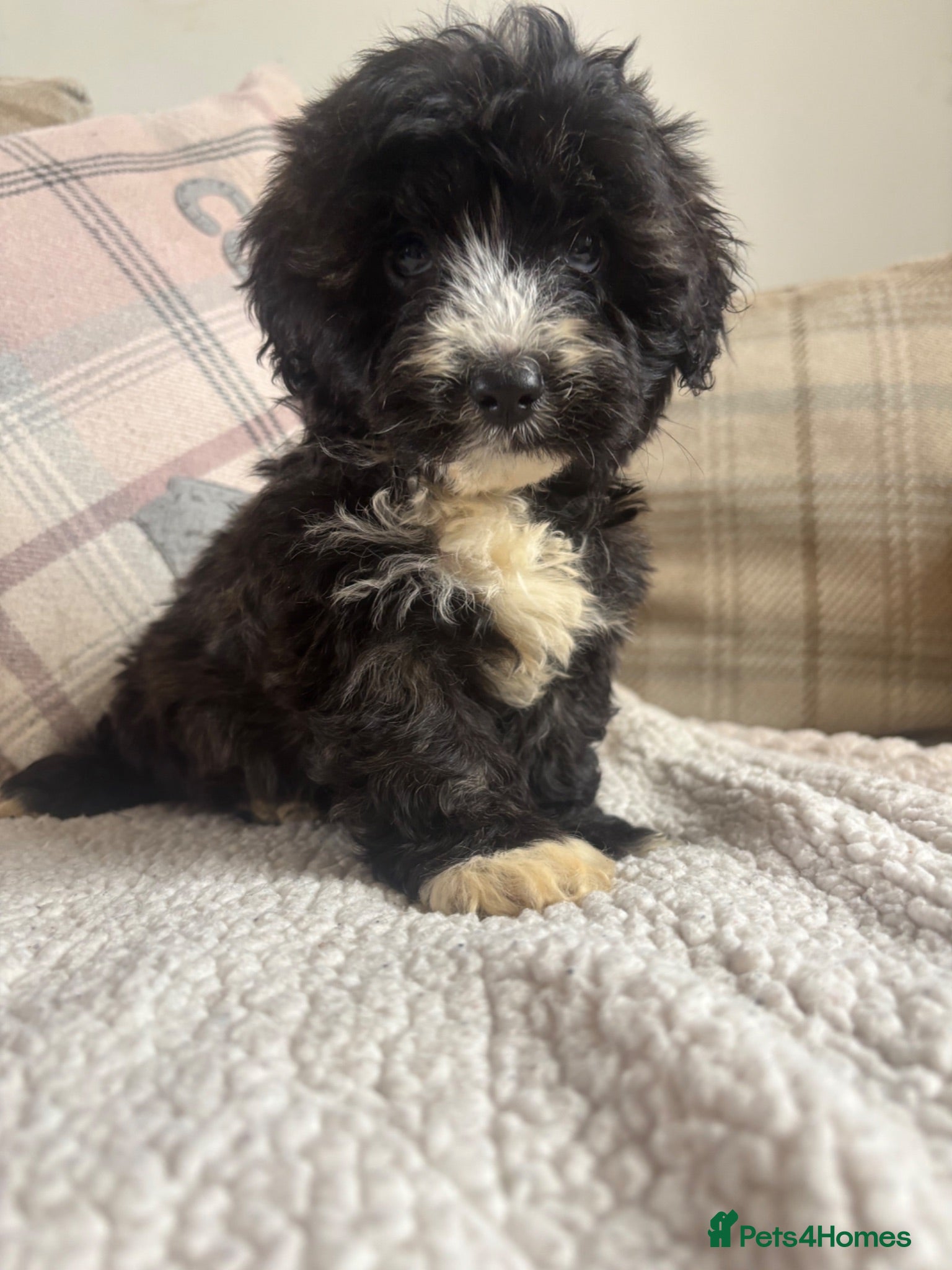 Mixed Breed dogs BEAUTIFUL F1 MINI CORGIPOO PUPPIES  - Advert 2