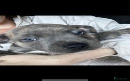 Staffordshire Bull Terrier dogs for sale: Staffy Babies Ready to leave - Image 11